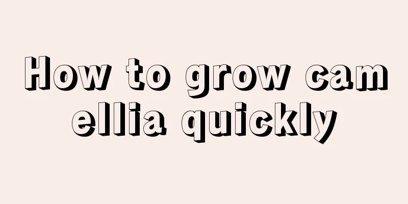 How to grow camellia quickly