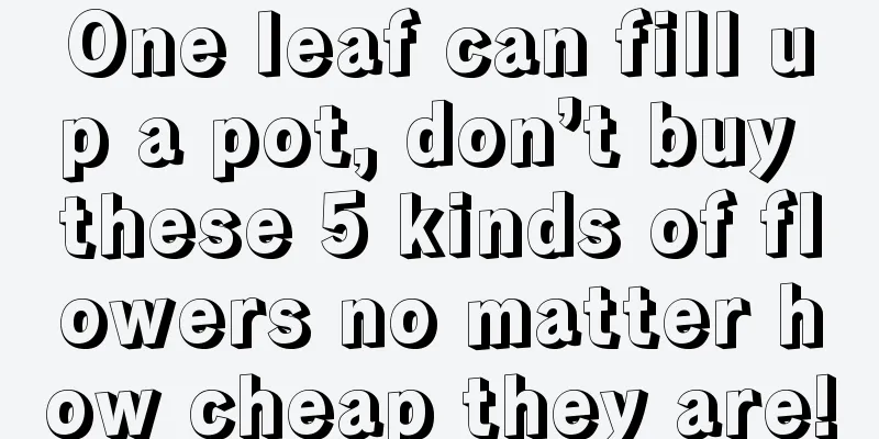 One leaf can fill up a pot, don’t buy these 5 kinds of flowers no matter how cheap they are!