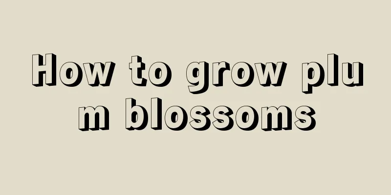 How to grow plum blossoms