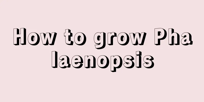 How to grow Phalaenopsis