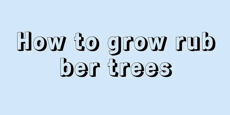 How to grow rubber trees