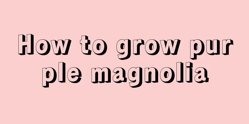 How to grow purple magnolia