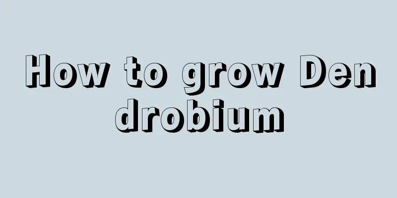 How to grow Dendrobium