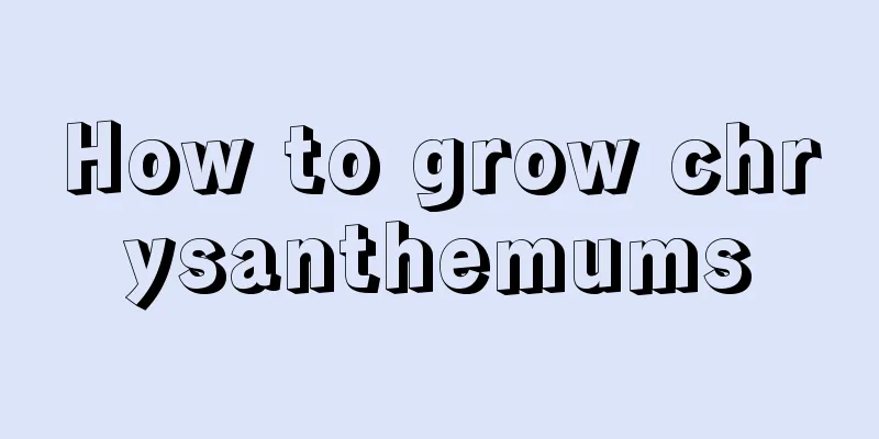 How to grow chrysanthemums