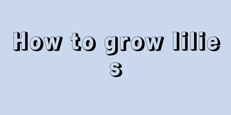 How to grow lilies