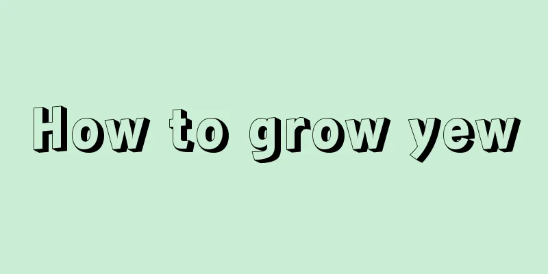 How to grow yew