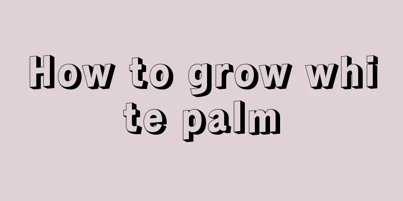 How to grow white palm