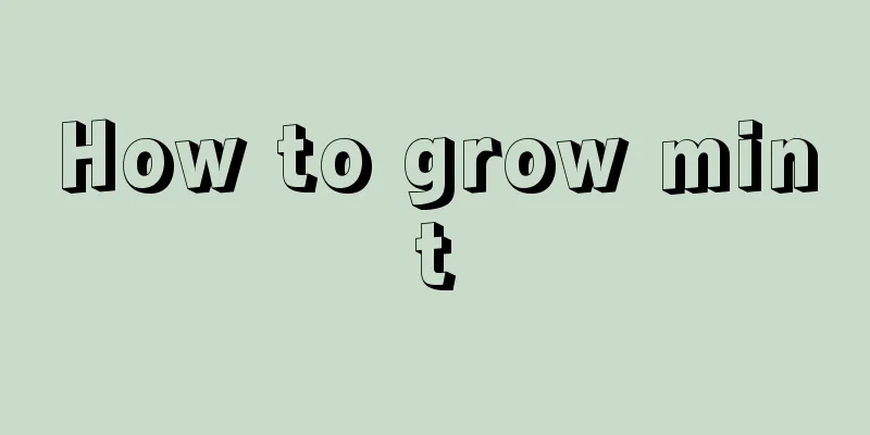 How to grow mint