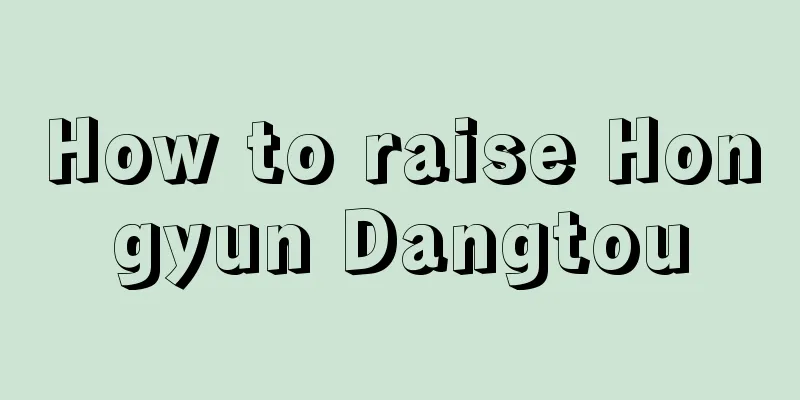 How to raise Hongyun Dangtou