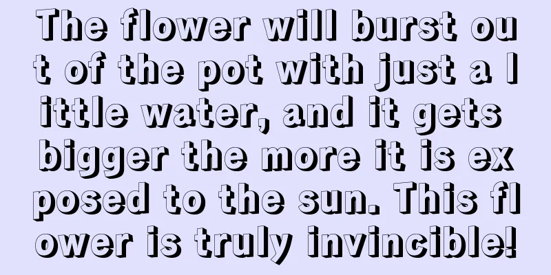 The flower will burst out of the pot with just a little water, and it gets bigger the more it is exposed to the sun. This flower is truly invincible!