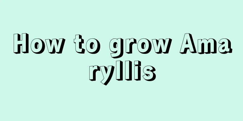 How to grow Amaryllis