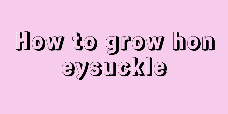 How to grow honeysuckle