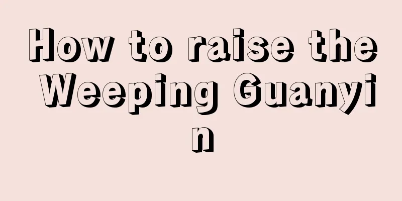 How to raise the Weeping Guanyin