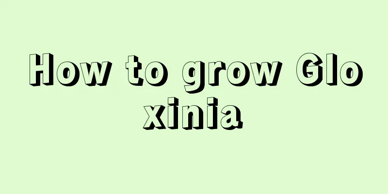 How to grow Gloxinia