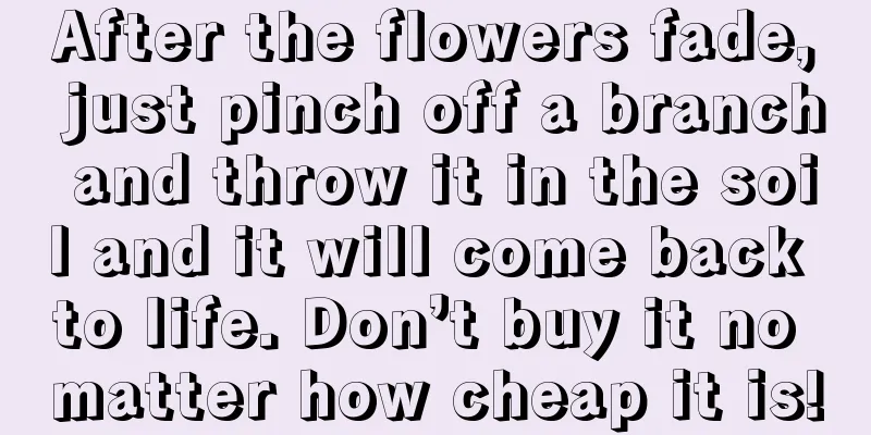 After the flowers fade, just pinch off a branch and throw it in the soil and it will come back to life. Don’t buy it no matter how cheap it is!