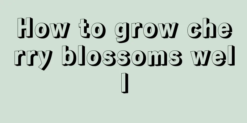 How to grow cherry blossoms well