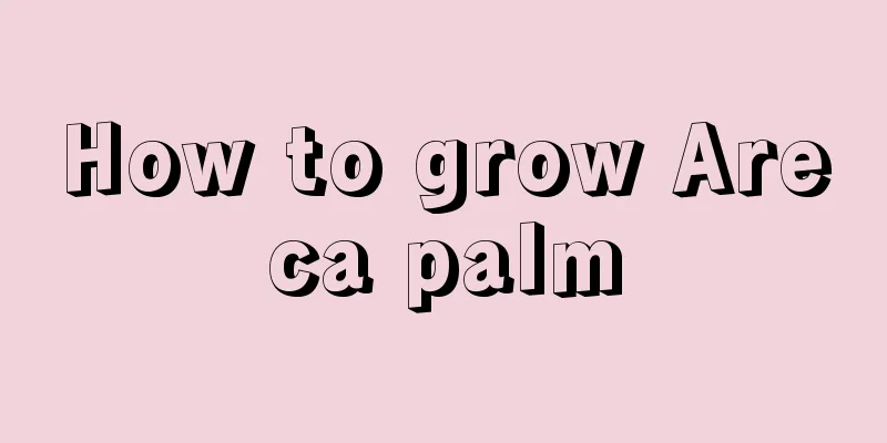 How to grow Areca palm