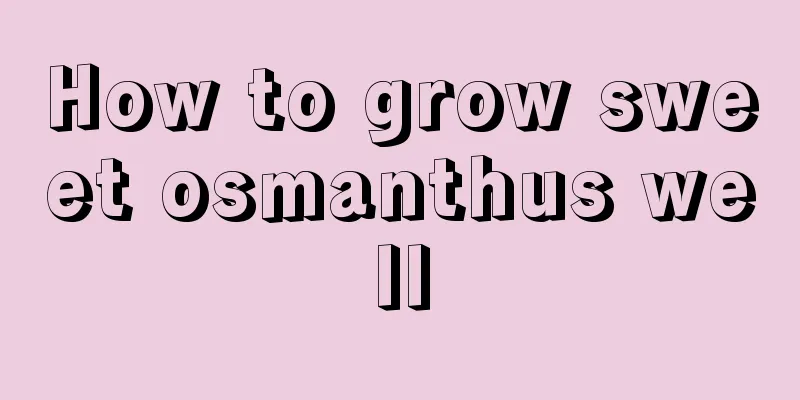 How to grow sweet osmanthus well