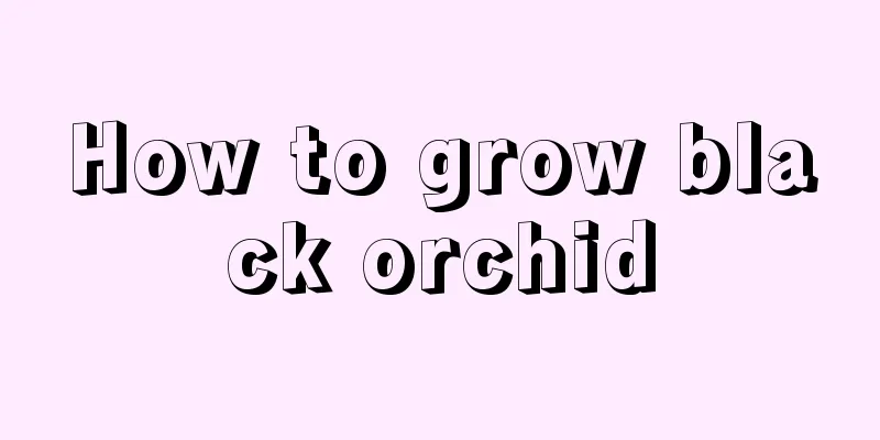 How to grow black orchid