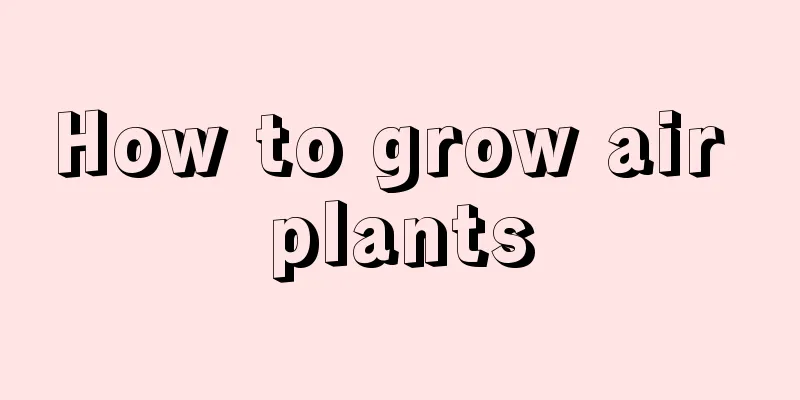 How to grow air plants