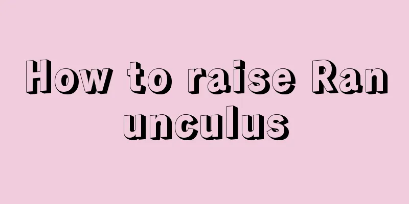 How to raise Ranunculus