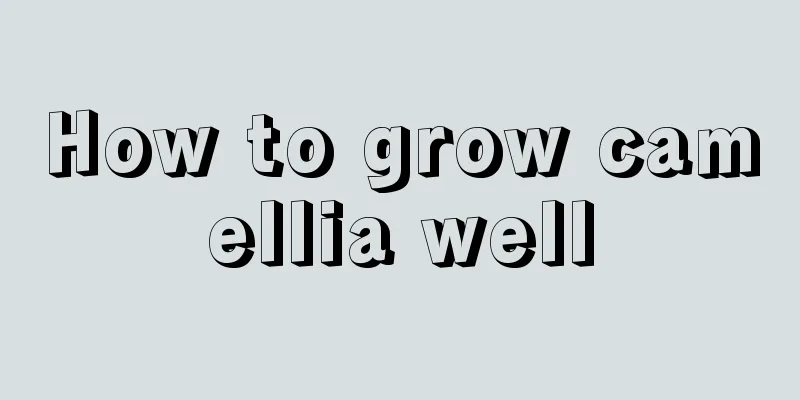 How to grow camellia well