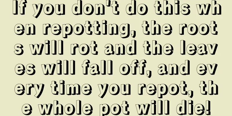 If you don't do this when repotting, the roots will rot and the leaves will fall off, and every time you repot, the whole pot will die!