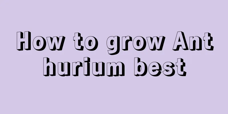 How to grow Anthurium best