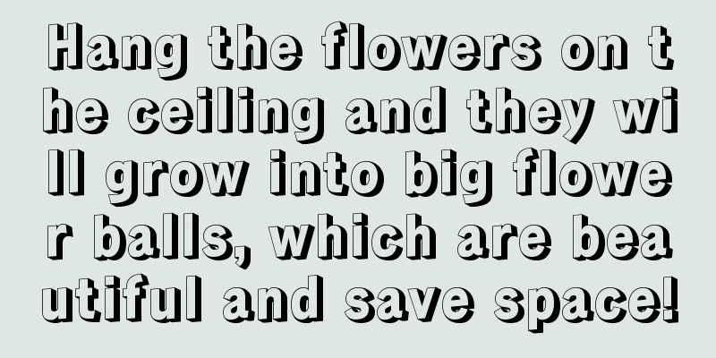 Hang the flowers on the ceiling and they will grow into big flower balls, which are beautiful and save space!