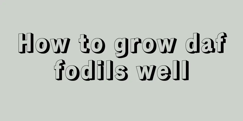 How to grow daffodils well