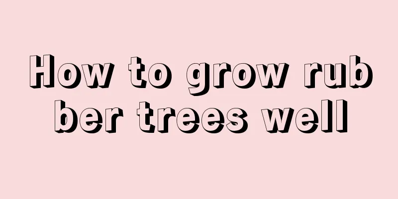 How to grow rubber trees well