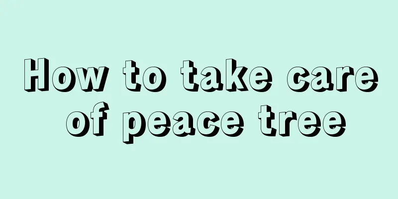 How to take care of peace tree