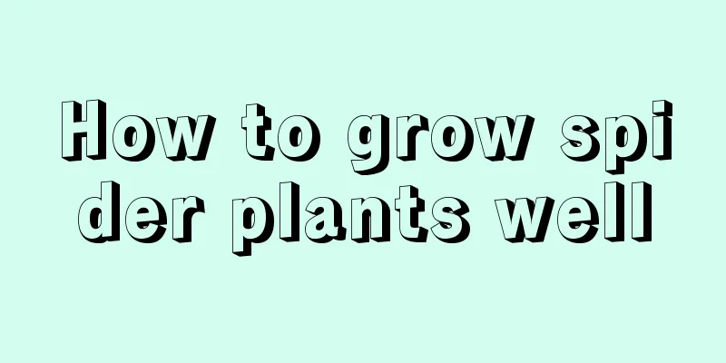 How to grow spider plants well