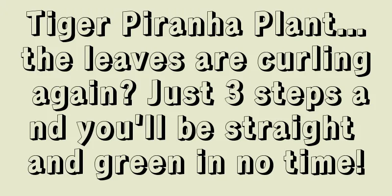 Tiger Piranha Plant...the leaves are curling again? Just 3 steps and you'll be straight and green in no time!