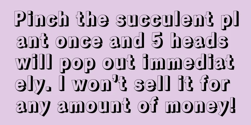 Pinch the succulent plant once and 5 heads will pop out immediately. I won’t sell it for any amount of money!
