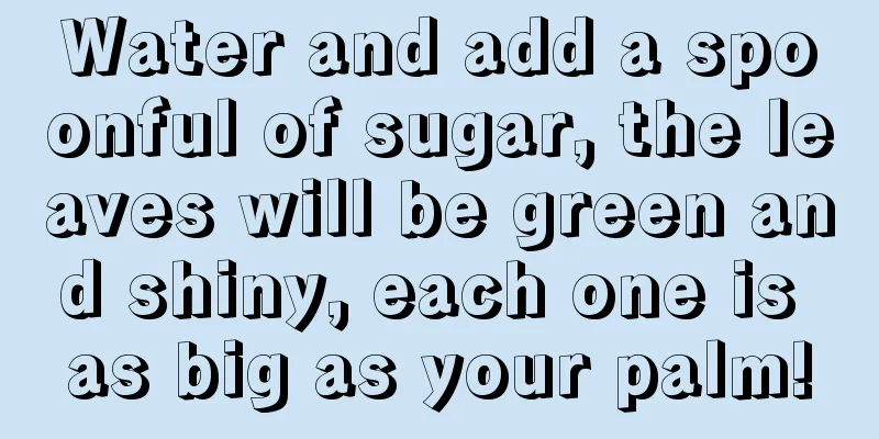 Water and add a spoonful of sugar, the leaves will be green and shiny, each one is as big as your palm!