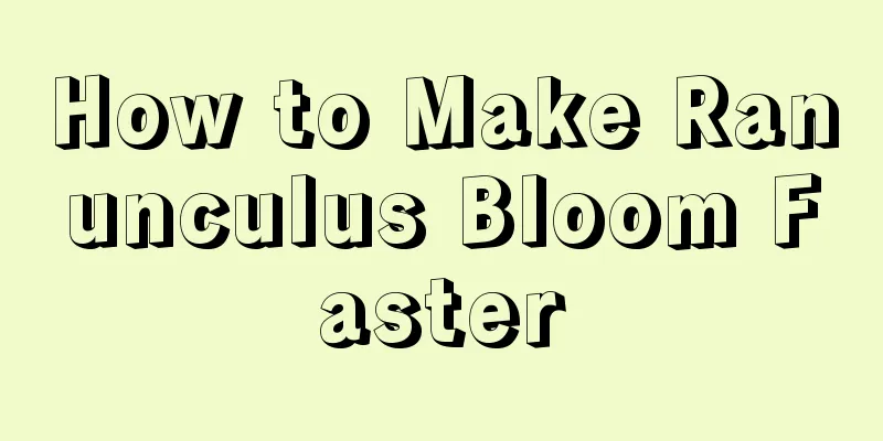 How to Make Ranunculus Bloom Faster