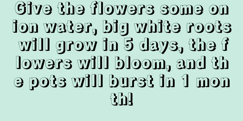 Give the flowers some onion water, big white roots will grow in 5 days, the flowers will bloom, and the pots will burst in 1 month!