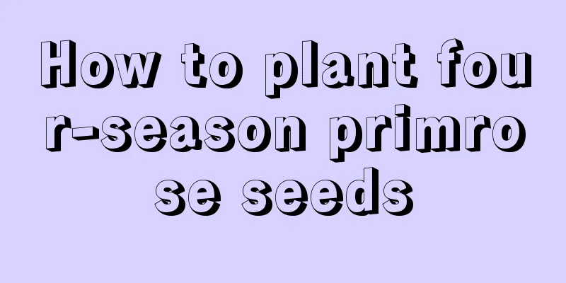 How to plant four-season primrose seeds