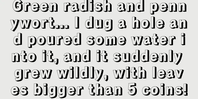 Green radish and pennywort... I dug a hole and poured some water into it, and it suddenly grew wildly, with leaves bigger than 5 coins!