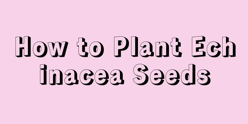 How to Plant Echinacea Seeds