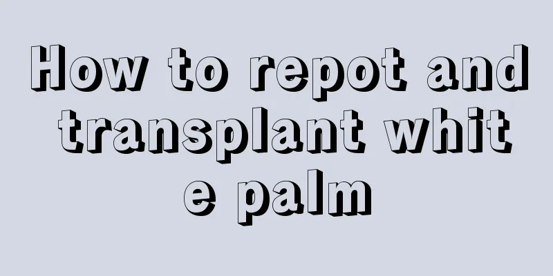 How to repot and transplant white palm