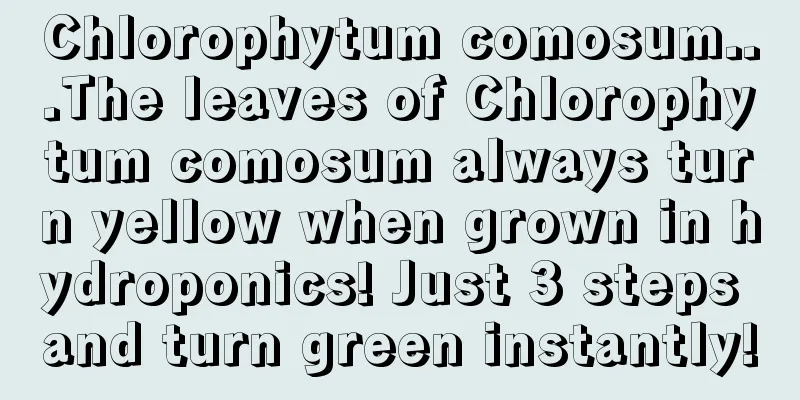 Chlorophytum comosum...The leaves of Chlorophytum comosum always turn yellow when grown in hydroponics! Just 3 steps and turn green instantly!