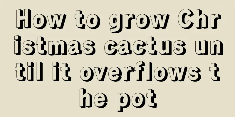 How to grow Christmas cactus until it overflows the pot