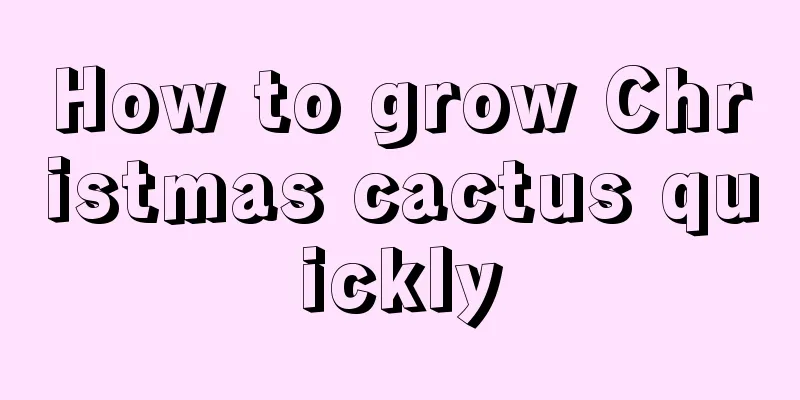 How to grow Christmas cactus quickly