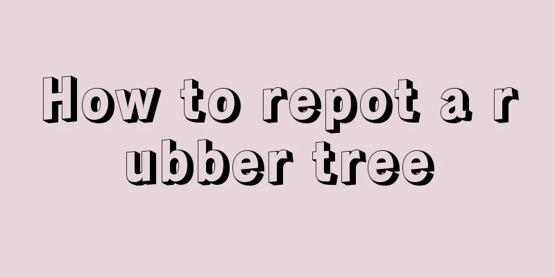 How to repot a rubber tree