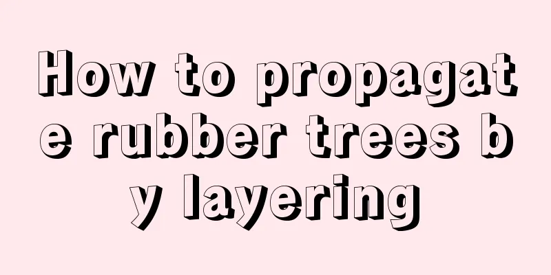 How to propagate rubber trees by layering