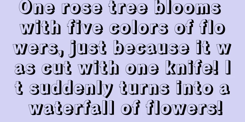 One rose tree blooms with five colors of flowers, just because it was cut with one knife! It suddenly turns into a waterfall of flowers!