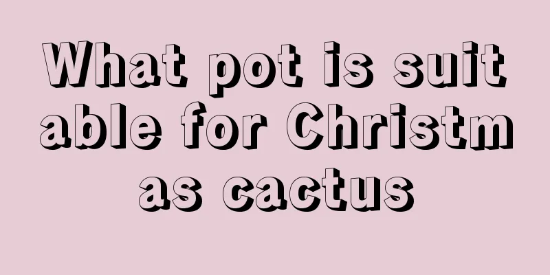 What pot is suitable for Christmas cactus