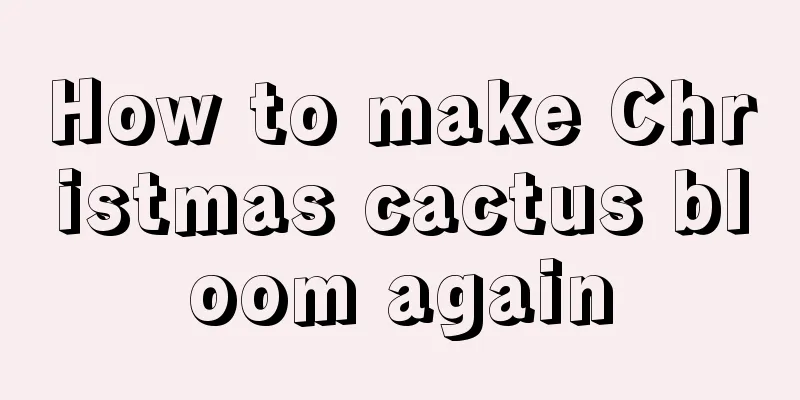 How to make Christmas cactus bloom again